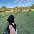 Nara Unveiled: 1.5 Hours Through Temples, Deer & Timeless Wonders