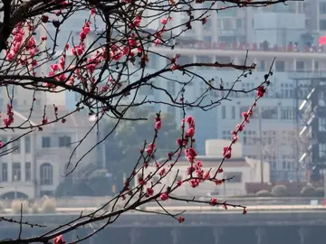 Free Tour: Pudong Waterfront: History, Modernity & River Breeze
