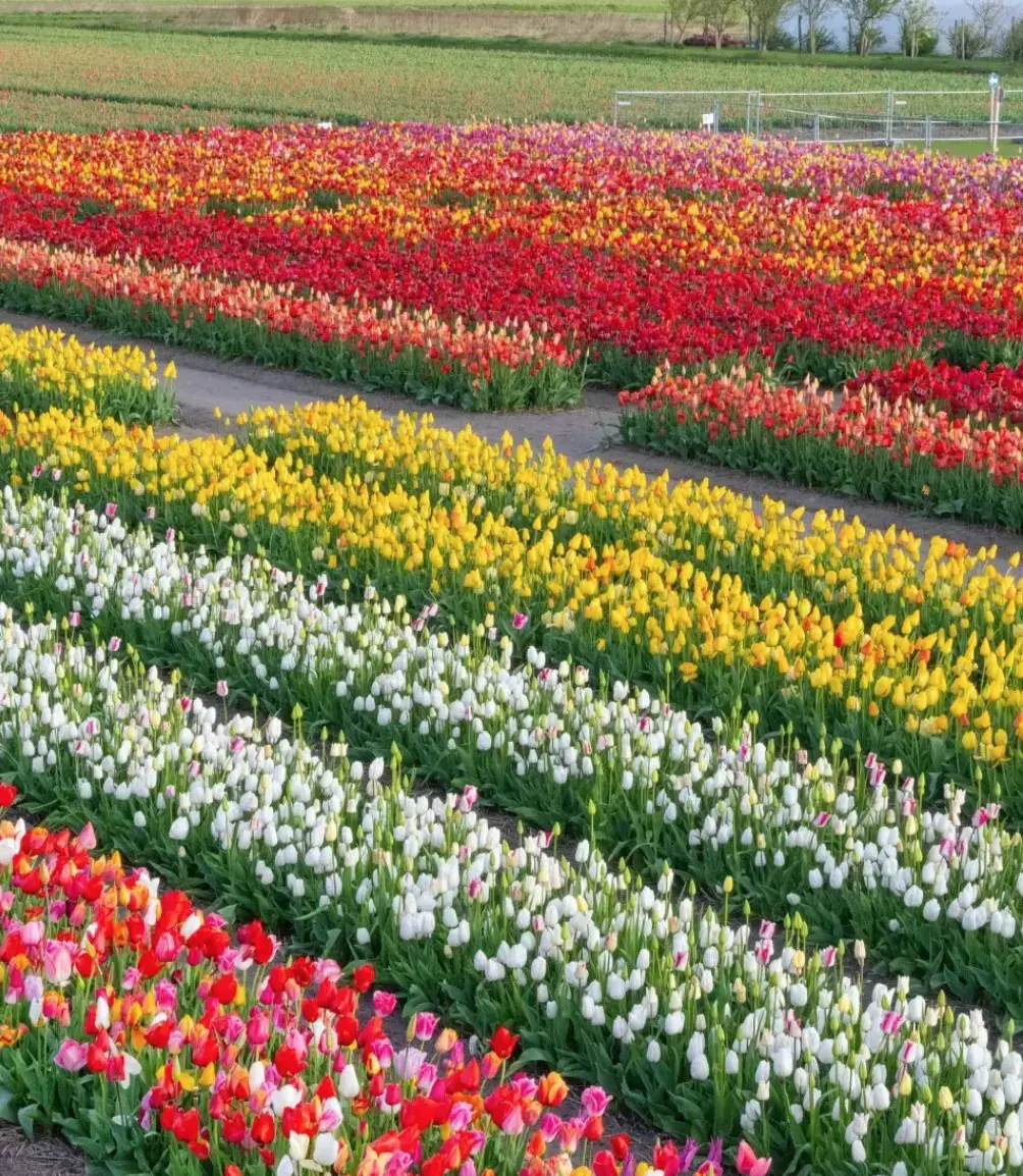 Amsterdam in tour Team