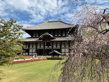 Kostenlose Nara-Vormittagstour: Spaziergang mit Hirschen und Erkundung von Japans erster Hauptstadt mit einem lokalen Reiseleiter